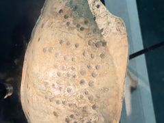 -金沙遗址博物馆