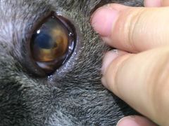 -芭比堂动物医院·犬猫全科·异宠专科(雁塔分院)