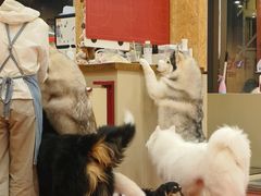 -和它·交个朋友·狗咖猫咖(爱琴海店)
