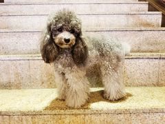 -more than meow吴止猫主题餐厅(承德 中船汇店)