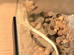 -酷以爬仙阁实体爬宠店·守宫·蜥蜴·专业繁育