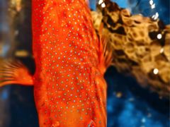 -79号渔船海鲜饭店(华强北店)