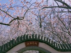 -桃花堤公园