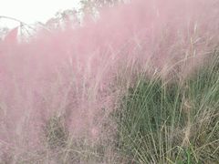 -白鹭湾湿地公园