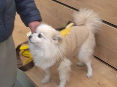 -瑞鹏宠物医院·宠保定点·心脏科·内科(御桥分院)