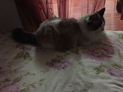 -宠颐生中康贝怡动物医院