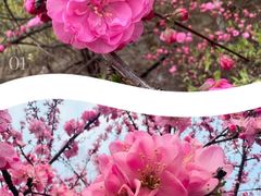 -石家庄市植物园