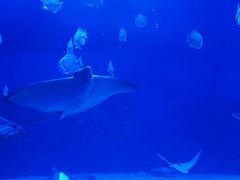 -烟台海昌鲸鲨海洋公园