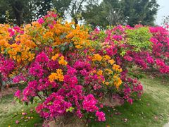 -芒洲湿地公园