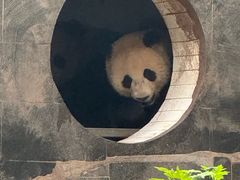 -中国大熊猫保护研究中心雅安碧峰峡基地