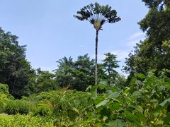 -中国科学院西双版纳热带植物园