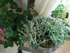 -莫奈花园餐厅(麦迪逊花园店)