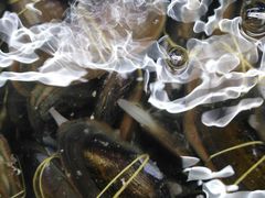 紫苏炒花蚌-龙溪海鲜酒家(溪涌店)