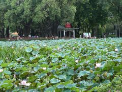 -荔湾湖公园