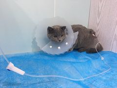 -纳吉亚猫专科动物医院·北北分院