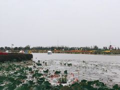 -荷兰花海