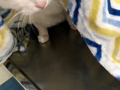 -荣耀金沙动物医院(清江西路店)