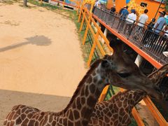 -西霞口神雕山野生动物世界