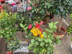 -中环花鸟鱼虫市场