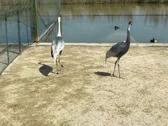 -盐城丹顶鹤湿地生态旅游区