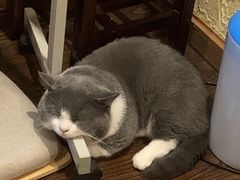 -福尔喵斯探案馆实景搜证·沉浸式剧本杀