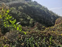 -五龙城郊森林公园