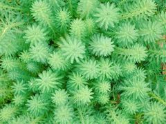 -广西壮族自治区药用植物园