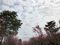 -天适樱花悠乐园
