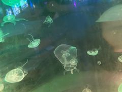 -苏州海洋馆