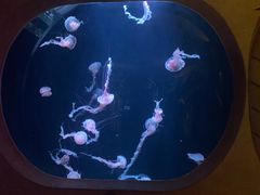 -亚龙湾海底世界