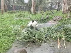 -都江堰中华大熊猫苑