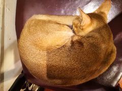 -猫小院猫主题咖啡厅(北锣店)