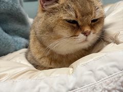 -八公叔叔宠物美容连锁(春申店)