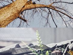 -东梓关景区村庄