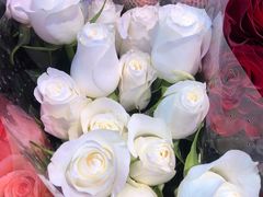 -花鸟鱼虫鲜花绿植市场(玉泉路店)