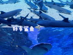 -烟台海昌鲸鲨海洋公园