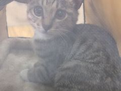 -艾贝尔宠物医院·狂犬免疫点(江山金象城店)