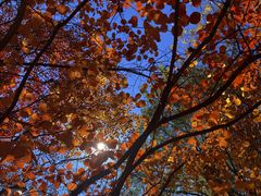 -大兴滨河森林公园