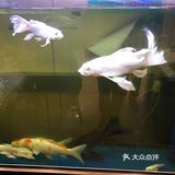 老板朋友的两条龙鲤简直不要太漂亮