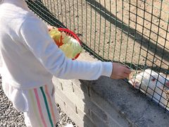 -前小桔亲子创意农场·草莓采摘·露营烧烤