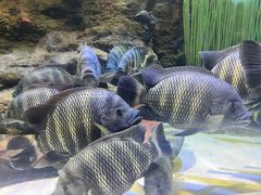 -上海海洋水族馆