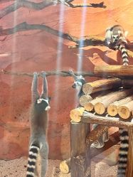 -Zoolung Zoolung动物主题公园(海信广场店)