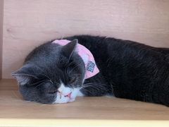 -是阿柴呀！柴犬咖啡·爱喵喵猫咖