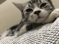-70cat德文卷毛猫·缅因猫纯种猫舍
