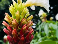 -中国科学院华南植物园