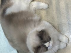 -藏猫猫咖啡主题馆(中央大道店)