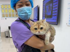 -北京观赏动物医院·24小时大型综合·猫专科·异宠专科