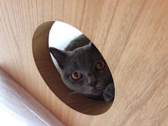 -猫和宫(六道口店)