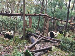 景点-成都大熊猫繁育研究基地