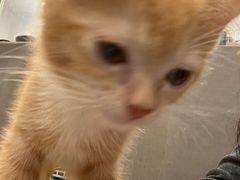 -楼上猫咖(罗湖店)